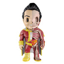  Figura de anatomía divertida XXRAY