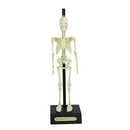 Teaching Aid Anatomical Skeleton